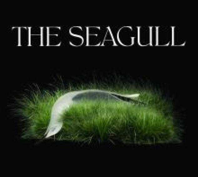 Seagull in grass