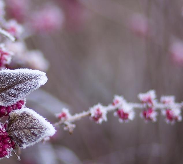 Winter berries