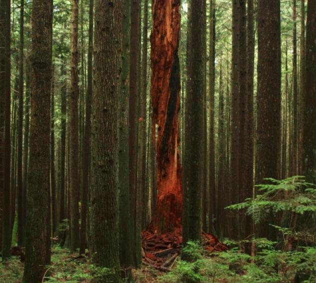 vivid forest detail