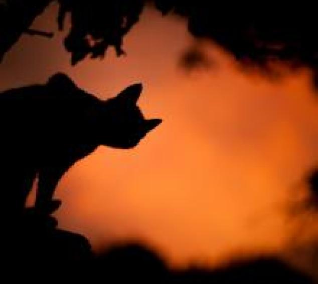 Black cat silhouette